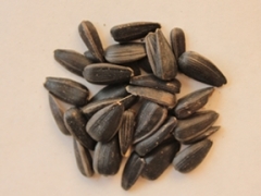 07龍榮総研　黒ヒマワリ種（原料）1