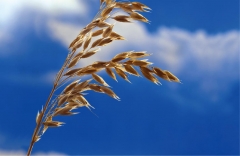 Oat_blue sky